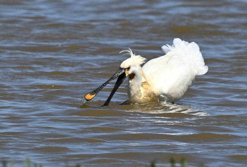 Spoonbill 