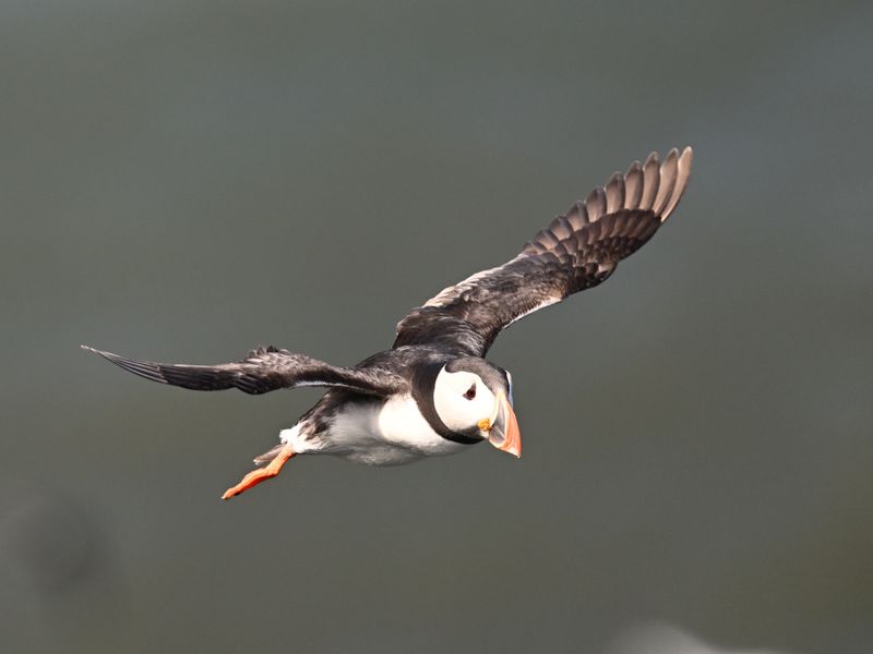 Puffin