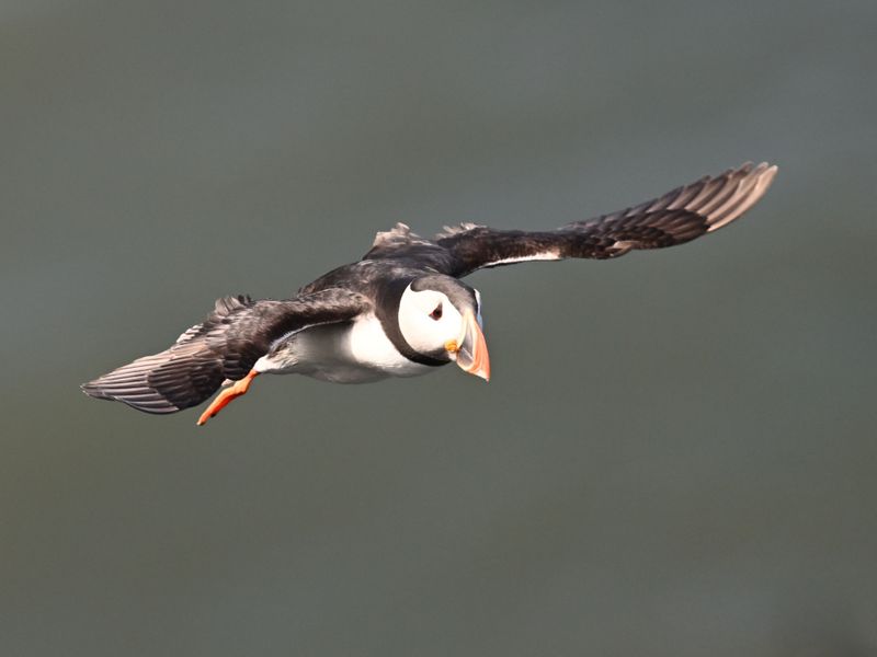 Puffin