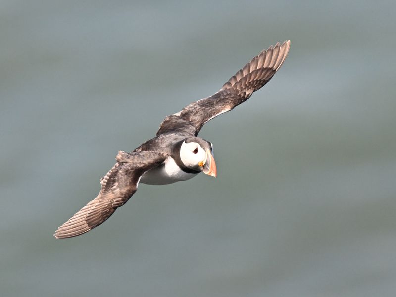 Puffin