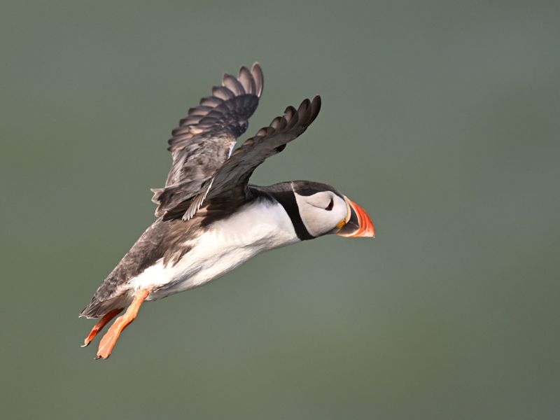 Puffin