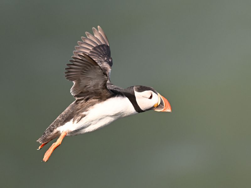 Puffin