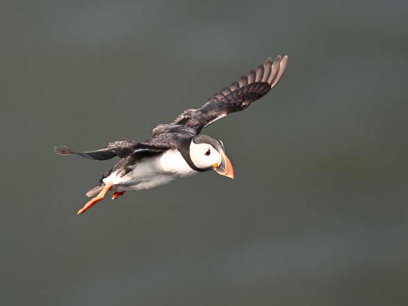 Auks