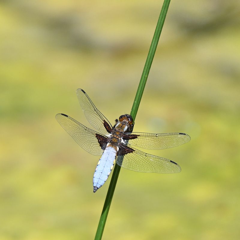 Broad Bodied Chaser