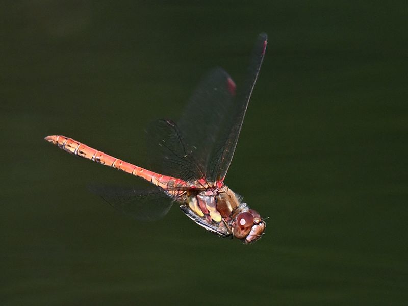 Dragonflies