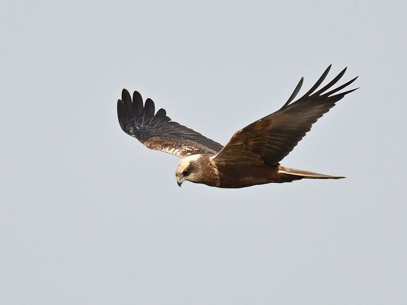 Marsh Harrier