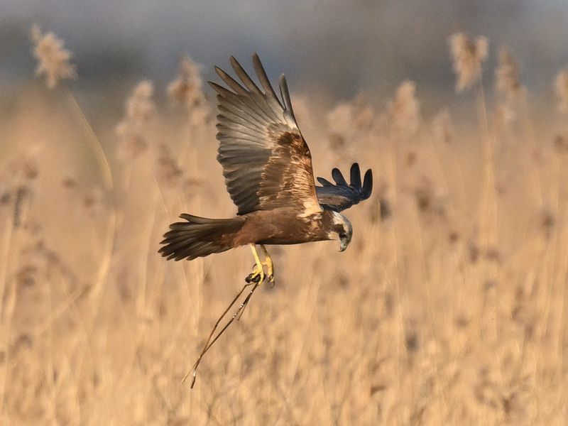 Marsh Harrier