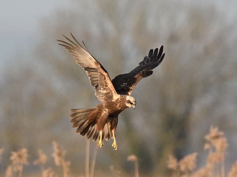 Marsh Harrier