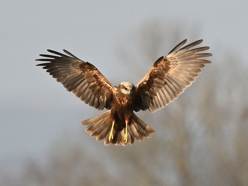 MarshHarrier_DSC_0686_1920.JPG