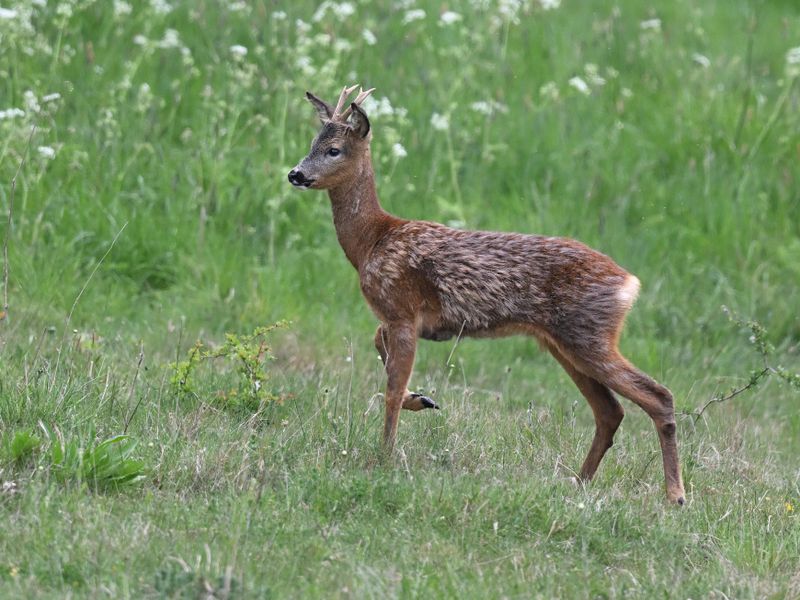 Deer