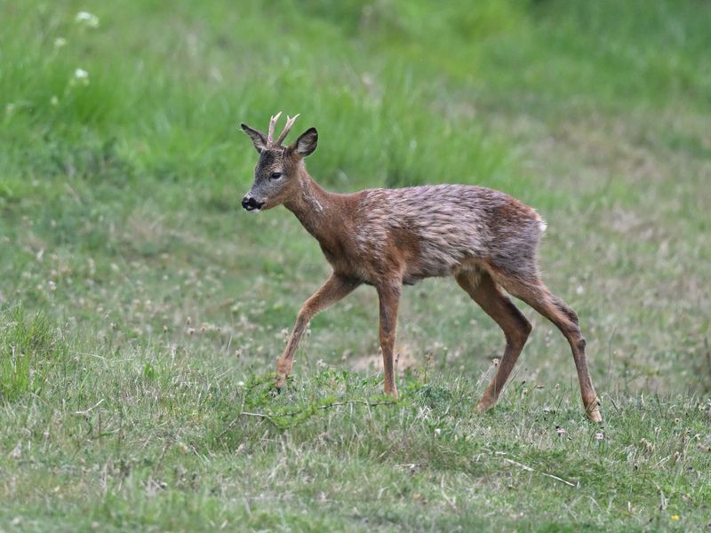 RoeDeer_DSC_2926_1920.JPG
