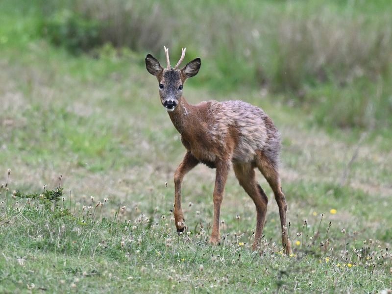 RoeDeer_DSC_2921_1920.JPG