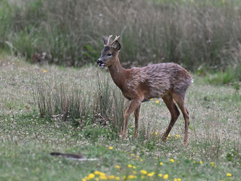 RoeDeer_DSC_2865_1920.JPG