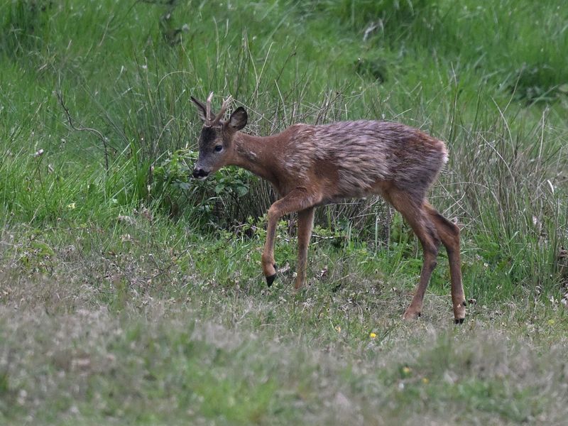 RoeDeer_DSC_2809_1920.JPG