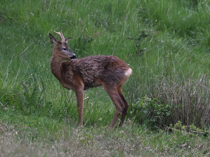 Deer