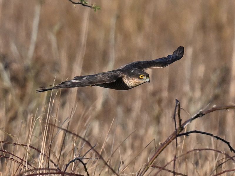 SparrowHawk_DSC_2215_1920.JPG