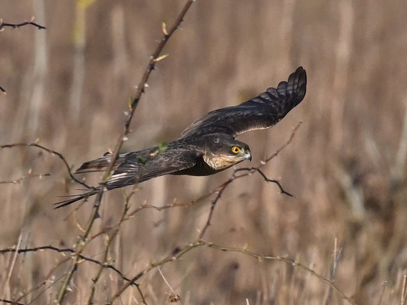SparrowHawk_DSC_2214_1920.JPG