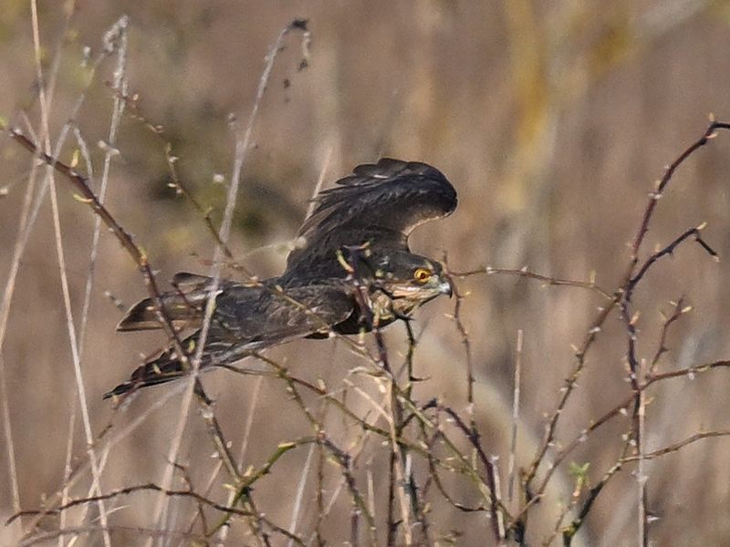 SparrowHawk_DSC_2213_1920.JPG