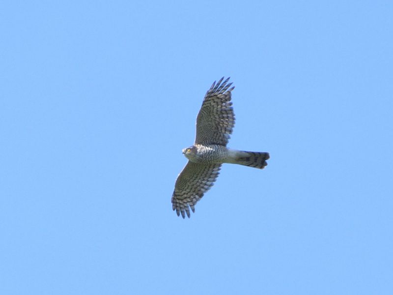 Sparrowhawk