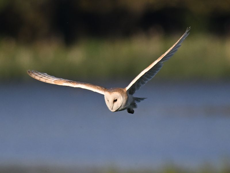 BarnOwl_DSC_0423_1920.JPG