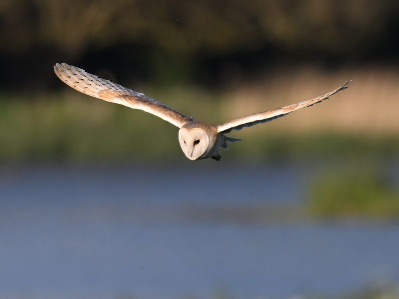 BarnOwl_DSC_0418_1920.JPG