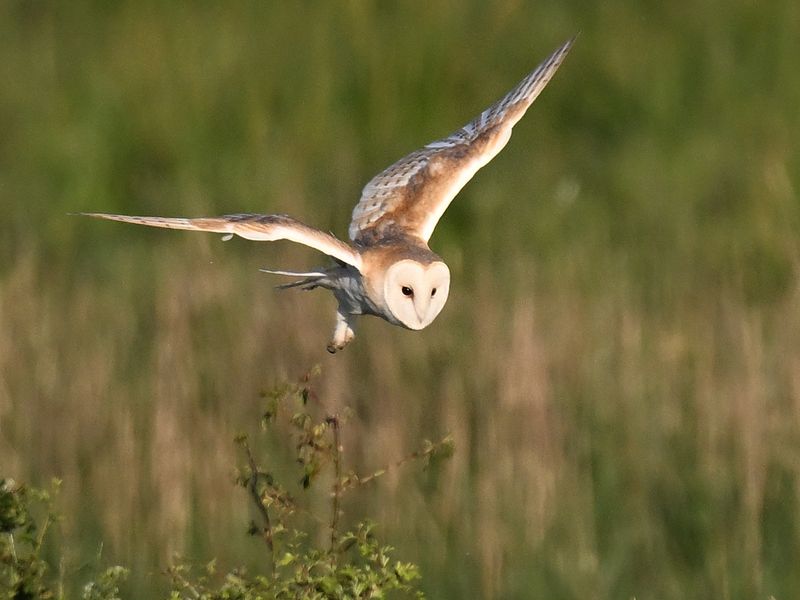BarnOwl_DSC_0363_1920.JPG