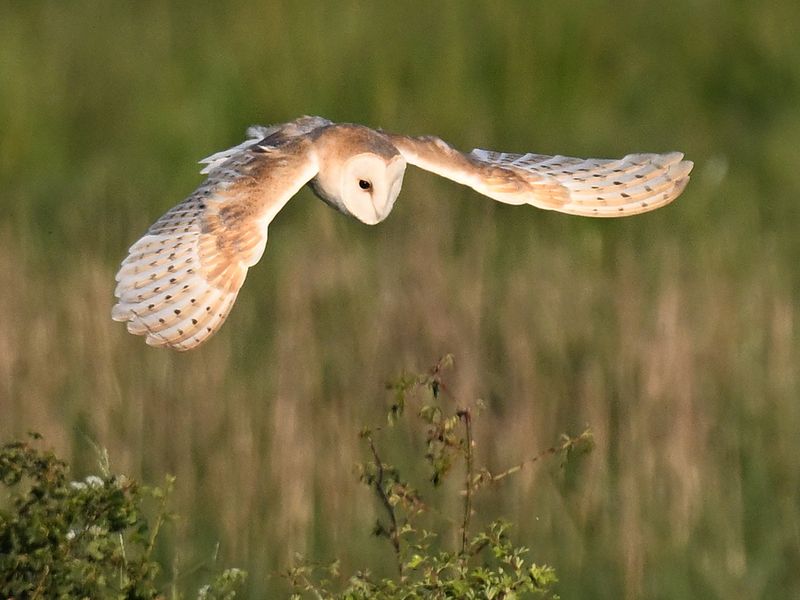 BarnOwl_DSC_0361_1920.JPG