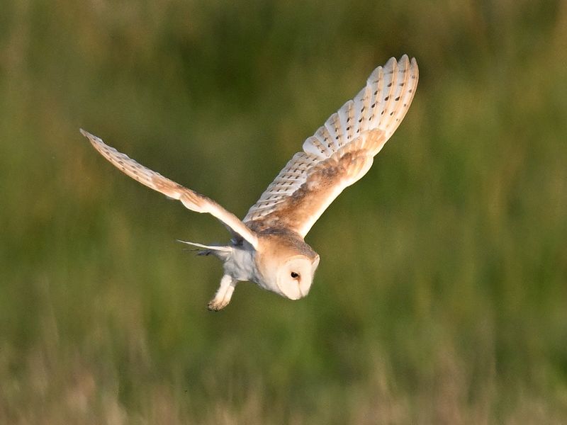 BarnOwl_DSC_0359_1920.JPG
