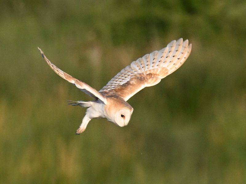 BarnOwl_DSC_0355_1920.JPG