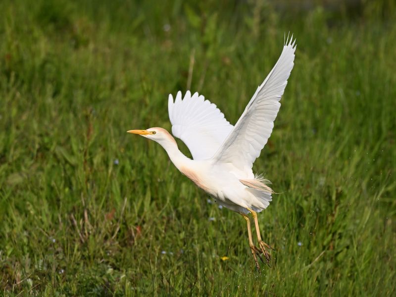 CattleEgret_DSC_9669_1920.JPG