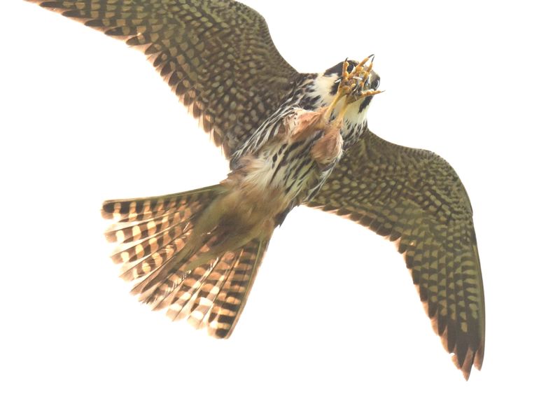 Hobby_DSC_7665_1920.JPG