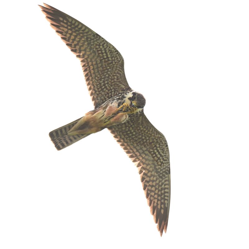 Hobby_DSC_7670_1920.JPG