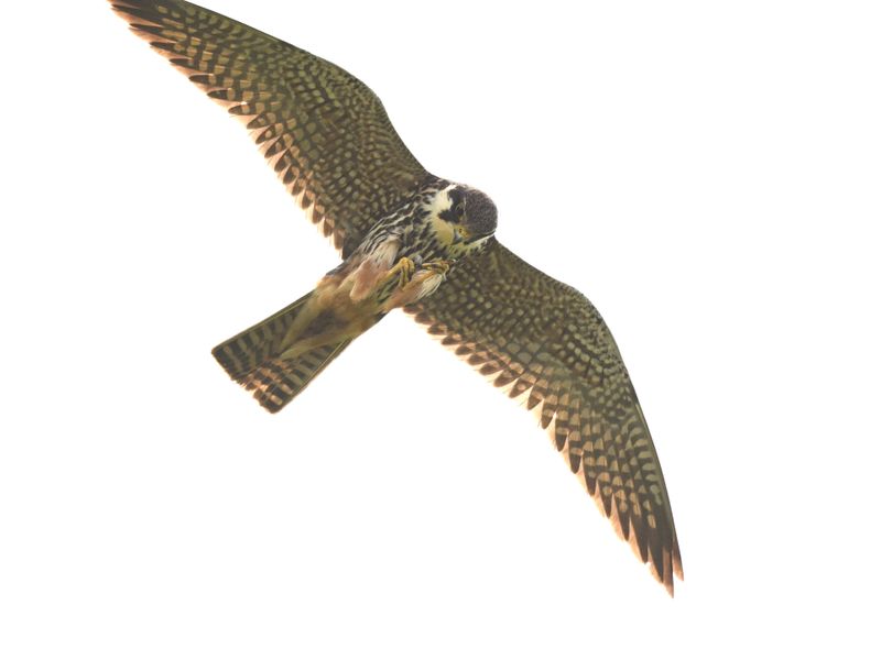 Hobby_DSC_7668_1920.JPG