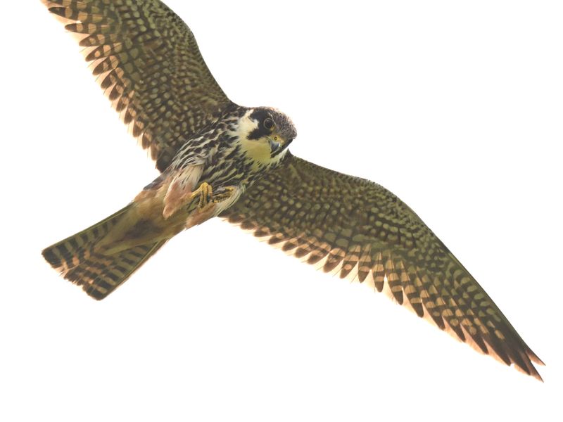 Hobby_DSC_7667_1920.JPG