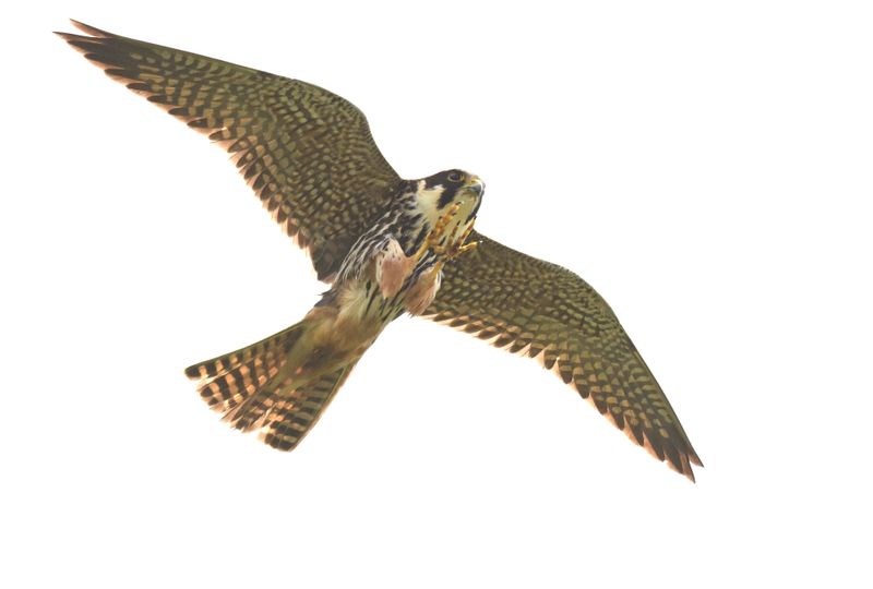 Hobby_DSC_7664_1920.JPG
