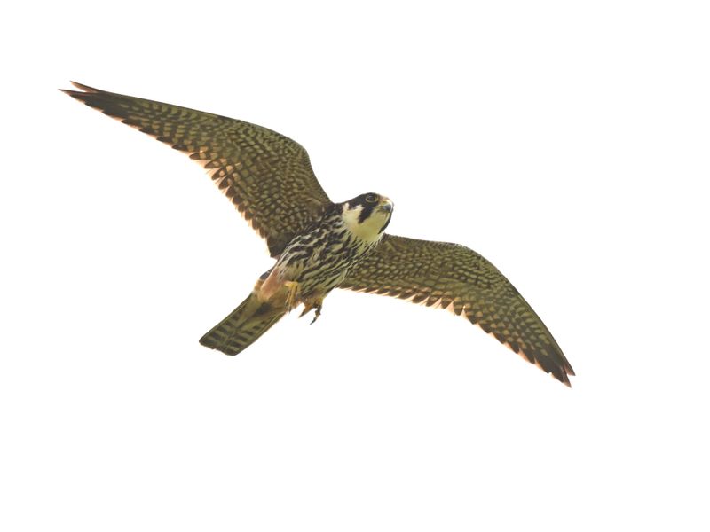 Hobby_DSC_7663_1920.JPG