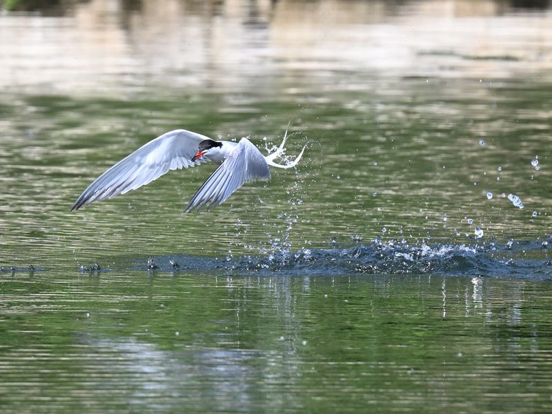 CommonTern_DSC_8816_small.JPG