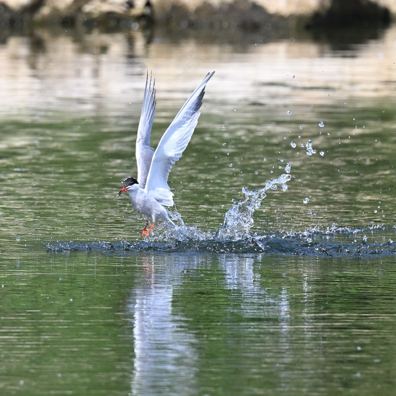 CommonTern_DSC_8814_small.JPG