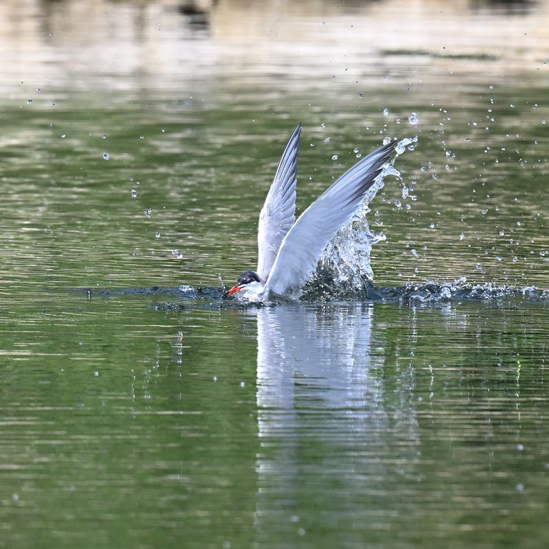 CommonTern_DSC_8811_small.JPG