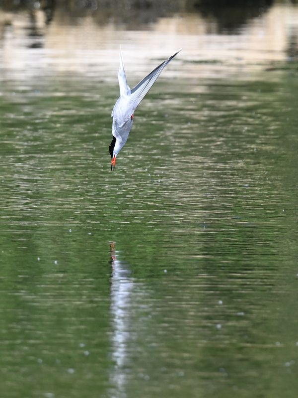 CommonTern_DSC_8804_small.JPG