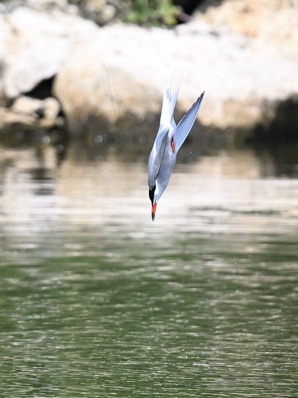 CommonTern_DSC_8803_small.JPG
