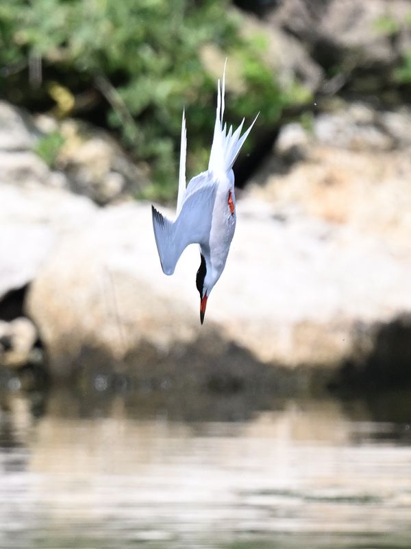 CommonTern_DSC_8802_small.JPG