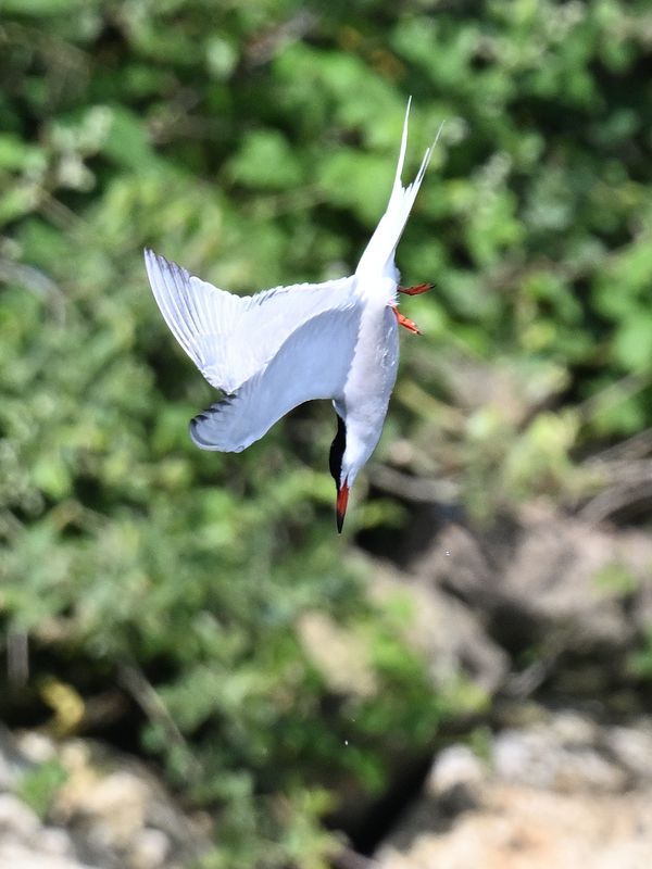 CommonTern_DSC_8800_small.JPG