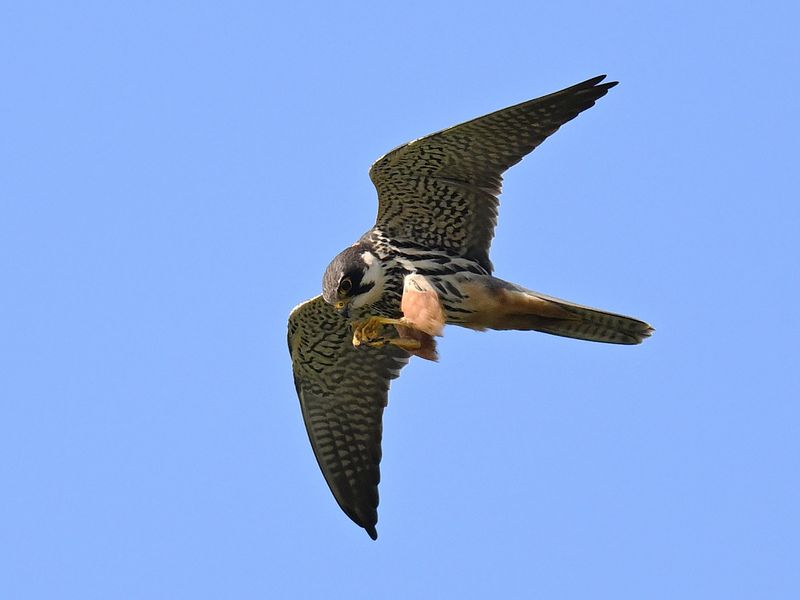 Hobby_DSC_8666_small.JPG