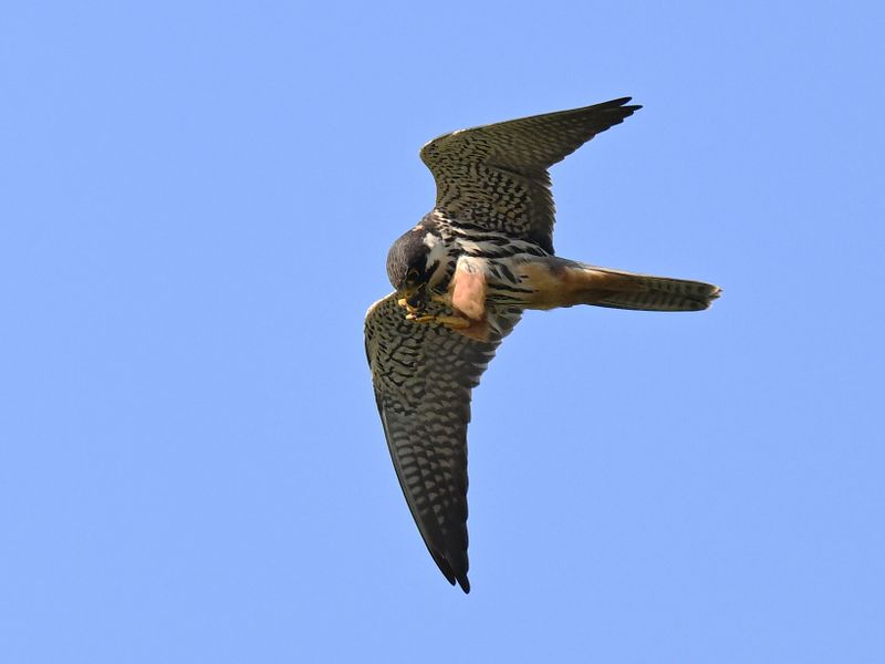 Hobby_DSC_8661_small.JPG