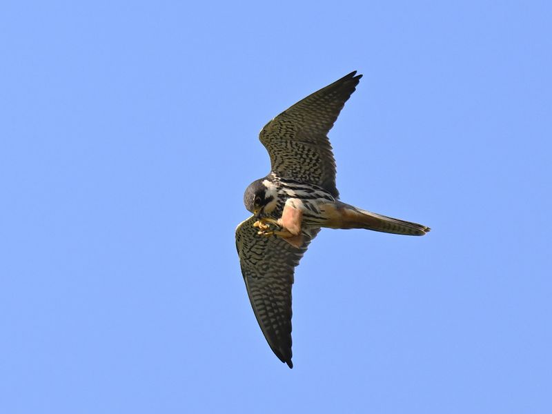Hobby_DSC_8660_small.JPG