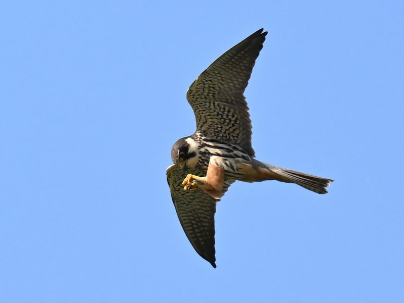 Hobby