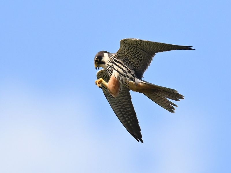 Hobby