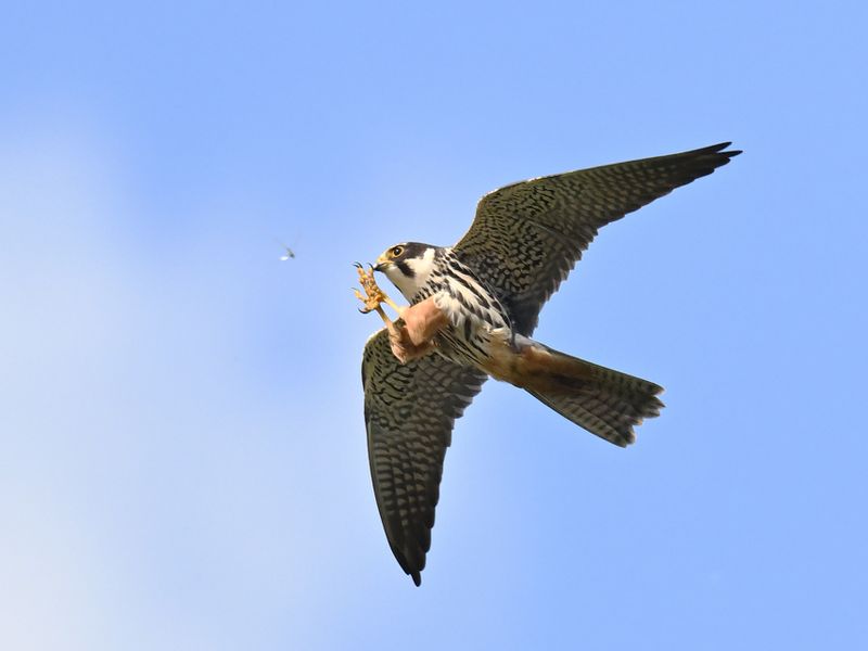 Hobby