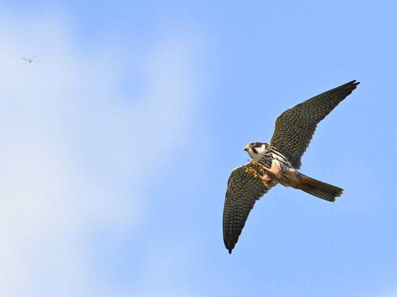 Hobby hunting damselfly
